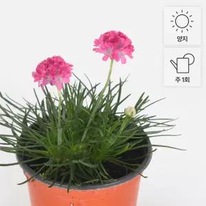 아르메니아 소형 야생화 꽃모종 너도부추꽃 실내화초 인테리어 식물
