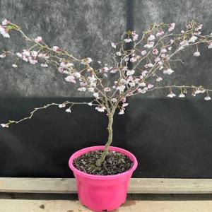 운용벚꽃나무 왕벚꽃 분재 화분