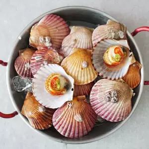 통영 제철 홍가리비 1kg 2kg 3kg GJ