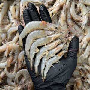 생물 중하새우 새우 1kg 간장 새우장용