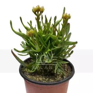 타란튤라 카랑코에 다육이 선인장 종류 희귀 식물 키우기 인테리어 소품