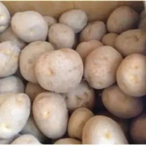 수미씨감자 (정품) 20kg 보급종 강원도 고랭지 감자