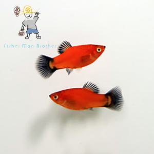 [힘찬열대어] 왁 플래티 6마리