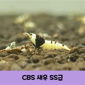 CBS새우 흑비 SS급 애완 관상용 비쉬림프 5마리