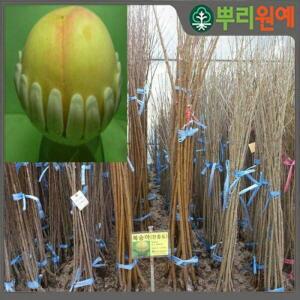 복숭아나무묘목 망고복숭아나무 달콤한 속이 노란복숭아 2년생