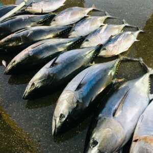 동해안 손질 통 참치 참다랑어 회 필렛 1마리