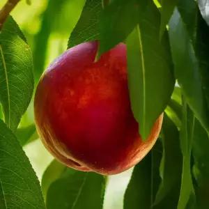 [충북농원] 이노센스 천도 복숭아나무 묘목 - 분묘