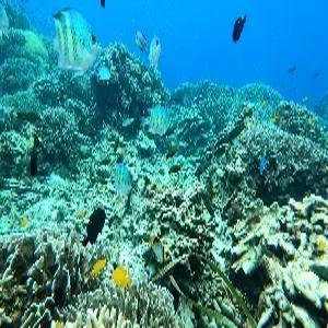 [스마트 초이스] 보홀 5일 #보홀비치클럽 #디럭스그린룸 #돌핀왓칭 #거북이스노클링 #호핑투어 #노스젠선셋투어 #알로나비치 #보홀시티투어 #특식3회