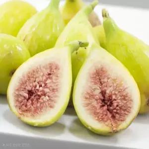 무화과？청？무화과나무？바나네？묘목 상묘