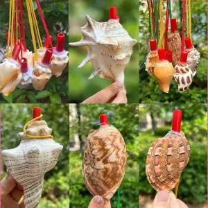 대형 고동 소라