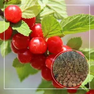 서울농원묘목/왕앵두 나무 결실주 3년생 묘목 분묘 유실수 관상수 조경수