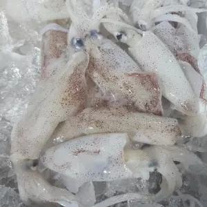 싱싱햇 국산 횟감 한치 급냉 냉동한치 1kg