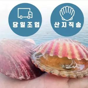 국내산 특품 홍가리비 5kg