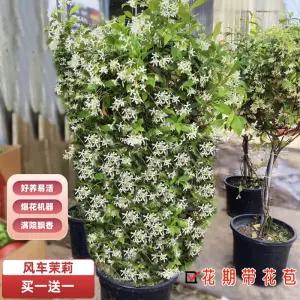 쟈스민 분재 묘목 개화 실내 내한성 화분 발코니 넝쿨식물 실외