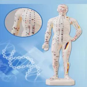 [로지프로] 전신 침구경혈모형 26CM 인체경락 한의학혈위치 사람인체구조