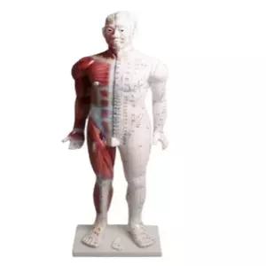 [로지프로] 인체 전신모형 85CM 근육해부도 인체피규어 교육모형