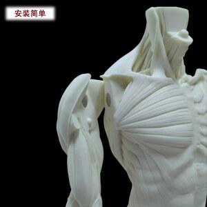 인체 근육 모형 인형 피규어 해부학 잉 인체모형 소품