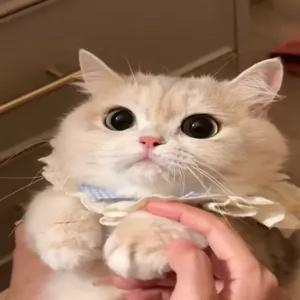 고양이 리본 스카프 케이프 선물 고양이 레이스 턱받이