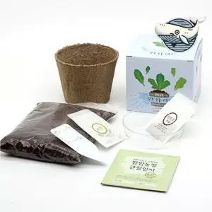 어린이 식물 키우기 홈가드닝 반려식물 초보자 tgI8+7pyp