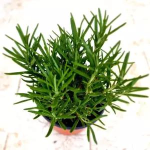 향기나는 로즈마리 키우기 쉬운 허브 화분 도매화원 향기식물 향기나는식물 로즈 집에서키우기쉬운식물