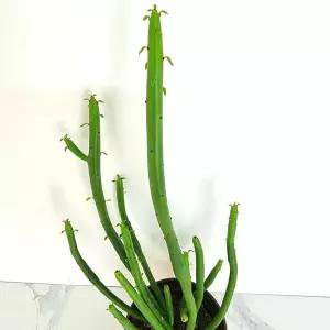 연필선인장 실내 키우기쉬운 행잉 거실 식물 화분 다 다육이키우기 집에서키우기쉬운식물