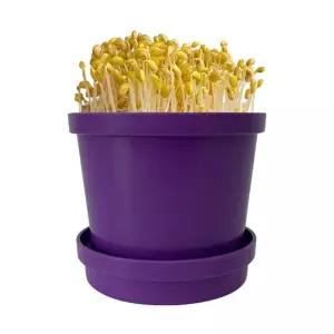 집콕 내 책상 위에 콩나물 키우기 1인세트/시루/기르기/키트/재배/가정용/과학/수업/재배기/실험/관찰/체험