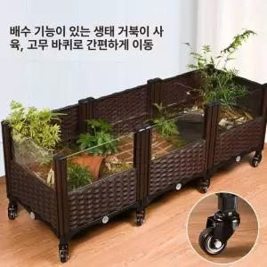 PHYCO 거북이대형어항 오픈형 수족관 키우기