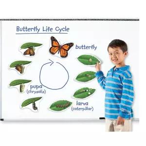 자석 대형 나비 성장과정 그림자료 초등 교구 과학교재 교구식물 도구