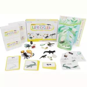 악어 매미 잠자리 사슴벌레 성장 어린이 교구 초등학교 식물모형 도구