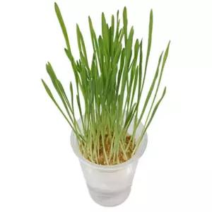 4인용 외떡잎 보리새싹키우기 식물관찰 관찰기록 초등 놀이 마을강사 물리