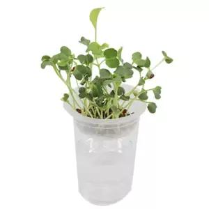 4인용 쌍떡잎 무순 새싹키우기 식물관찰 관찰기록 초등 흥미유발 원리이해