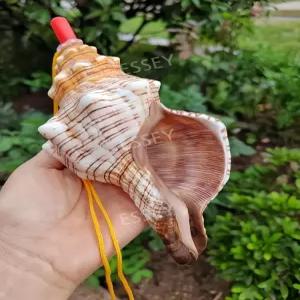 나각 뿔피리 국악기 뱃고동 뿔소라 고동 뿔나팔 껍질