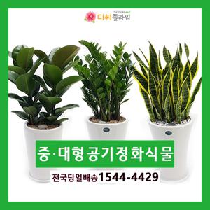 관엽/공기정화/화분/개업 꽃배달/꽃집/화원