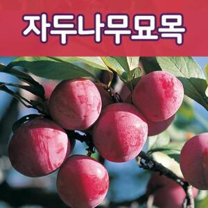 [태영]자두묘목/후무사,왕자두,추희,바이오체리등