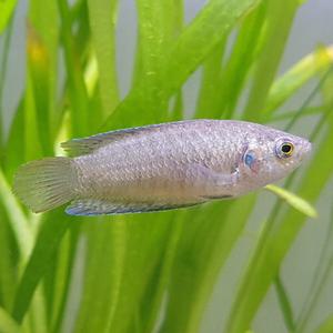 [신세계수족관] 관상용 민물고기 버들붕어 4~5cm