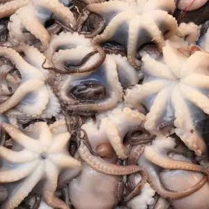 서천 생물 주꾸미 1kg