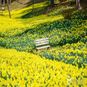 [봄꽃여행] 노란 수선화 물결~ 서산 해미읍성과 유기방가옥(미스터선샤인촬영지)