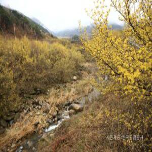 [편안한 28인승 우등 버스 봄꽃여행] 환한 노랑꽃 산수유의 봄날 풍경! 구례 당일