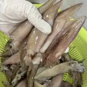 원양산 급냉 통찜용 총알 한치 500g 15-30미내외 원양한치 냉동