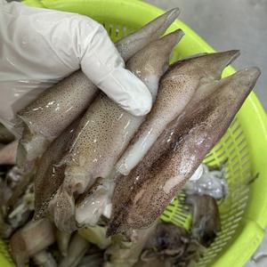 냉동 총알한치 500g 4팩