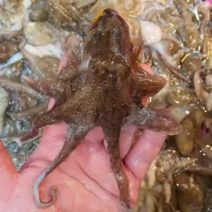 싱싱햇 국산 쭈꾸미 냉동 주꾸미 샤브샤브 1kg