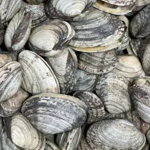 국내산 다이버 왕바지락 1kg 자연산