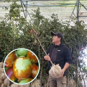 사과대추 나무 다왕자오 결실주 3년생 분묘 유실수 과실수 서울농원 묘목