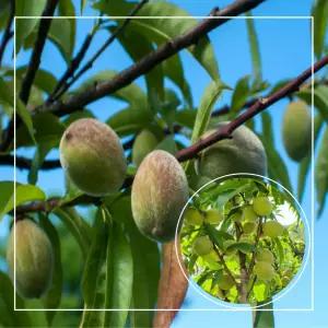 서울농원묘목/개복숭아 나무 3년생 분묘 돌복숭아 결실주 