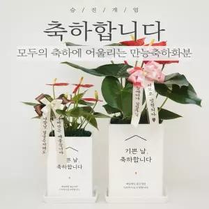 리본세트 축하전용화분 승진축하 개업축하 영전 금전수 스투키 선물 화환