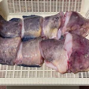 남해 손질 생물 물메기 1kg ~1.5kg 생물메기 손질물메기 꼼치 물곰 물텀벙 이 곰치 물메기 탕 붉은메기 바