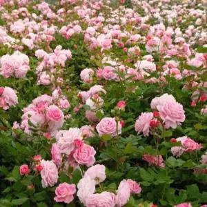 독일사계장미 로젠그레핀 마리앙리에뜨 6치 포트묘 화단장미 묘목 조경수