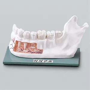 중학교 과학실 어금니 앞니 치아구조 이구조 모형 두뇌개발 관찰실험 체험수업 과탐