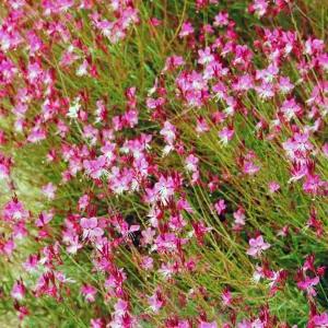 가우라(분홍바늘꽃) 모종 4치포트 3개/여러계절