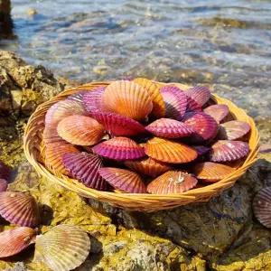 국산 홍가리비 통영 산지직송 당일조업 단풍가리비 1kg